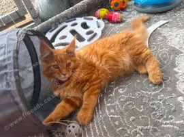 Main coon