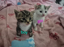 Gorgeous kittens