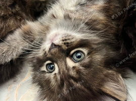 5 beautiful half Maine coon female kittens