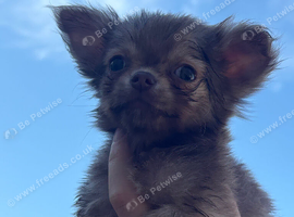 Long coat chihuahua boy