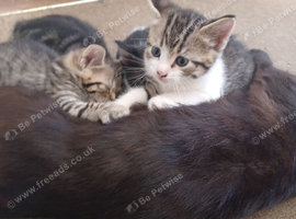 Gorgeous Toyger Tabbies for Sale
