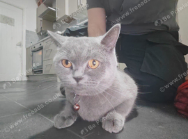 Loving Female - Caroline british short hair in need of forever home
