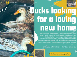 Loving homes needed