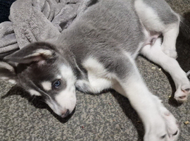 Male Husky
