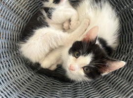2 x black & white kittens, shorthaired, semi longhair, 9 weeks, ready now