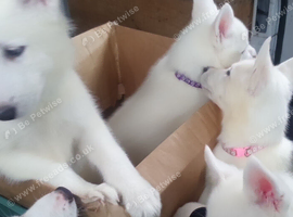 White Husky Pups looking for their forever homes