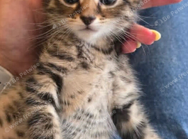Tabby kitten