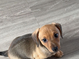 2 beautiful boys left out of a litter of 5