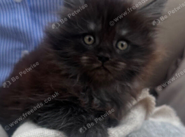 2 Maine Coon Fluff balls available!