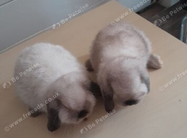 2 female pure breed mini lops