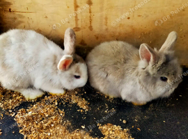 Lion head cross mini lop