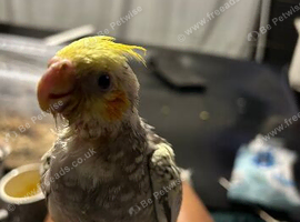 Wanted baby cockatiel