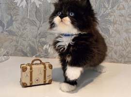 REDUCED 1 LEFT Beautiful Long-Haired Persian - PKD neg