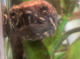 6 musk turtles