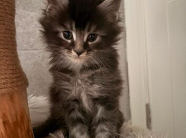2 Full Mainecoon Kittens Available both girls