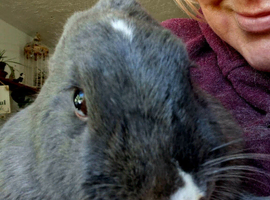 Hugo neutered Rabbit ! NEW HOME PENDING