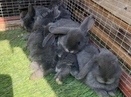Adorable baby rabbits for sale!