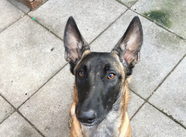 Male Belgian Malinois 10months old