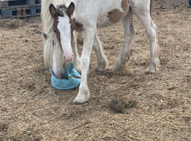Lovely colt foal to make 14&rsquo;2/15hh