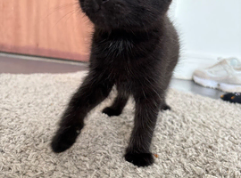 10 week old kitten for sale
