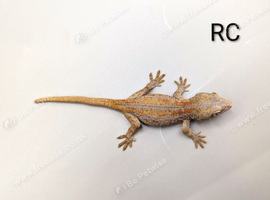 Orange Stripe Gargoyle Gecko CB26