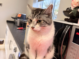 Grey and White Cat for Rehoming