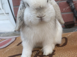 Imported mini lop buck