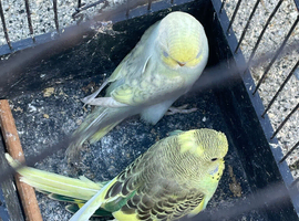 Baby budgies