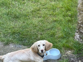 Cocker poo