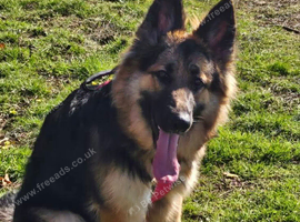 2 year old female