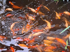 Fancy goldfish fantail all mixed colours