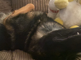 German shepherd