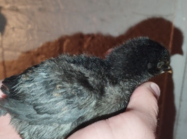 1 month old chicks