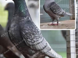 Rubella spread rare colour racing pigeons high quality