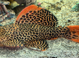 L114 leopard cactus