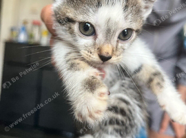 4 kittens