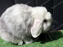 Mini lop buck proven