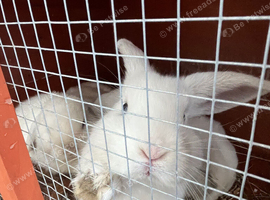 Rabbits