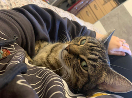 Female cat age 3 looking for a forever home