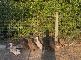 Young female Khaki Campbell ducks for sale