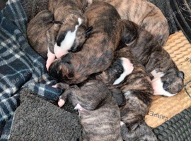 Lurcher puppies for sale