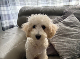 Maltipoo