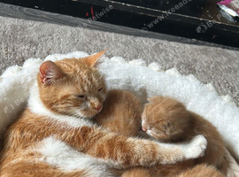 5 ginger & white kittens