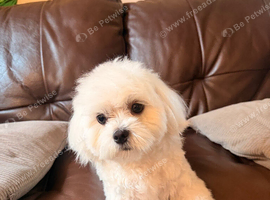 Beautiful Maltese female