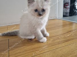 Ragdoll kittens