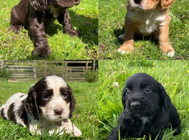 Outstanding cocker spaniel puppies