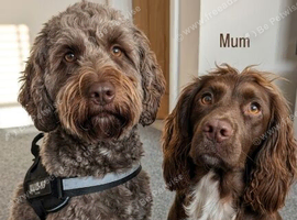 ​ Outstanding F1b Cockapoo Puppies &ndash; Expertly Socialised & Deeply Loved