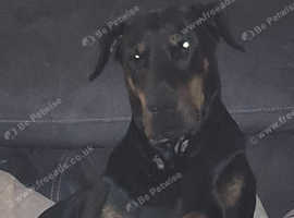 Doberman looking to stud