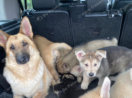 German shepherd x