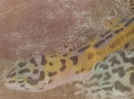 Leopard geckos